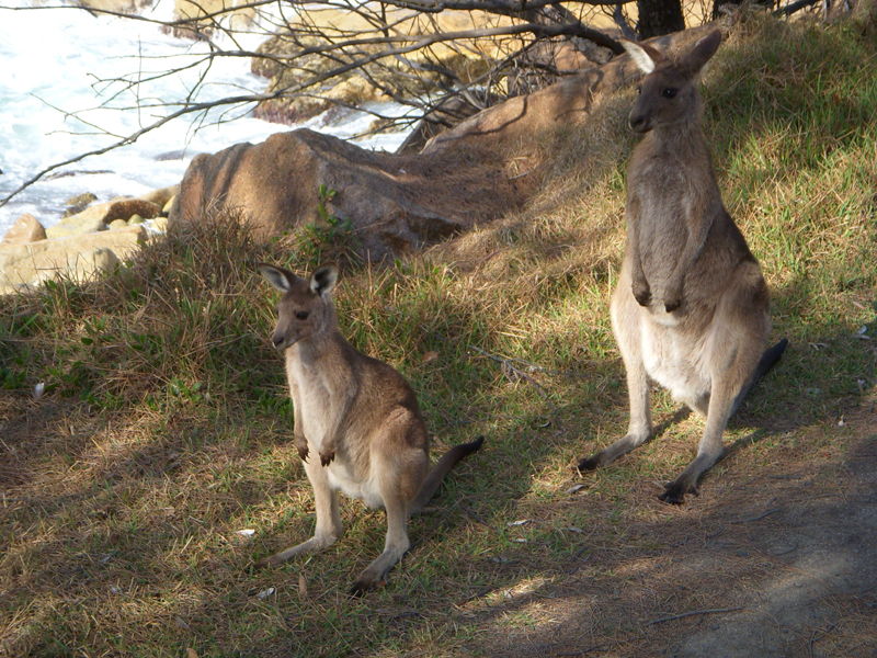 Kangaroos